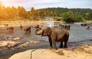 14 Days – Indian cultural with wildlife tour package
